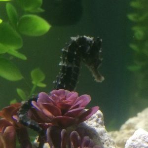 Meet your Posher, Norma